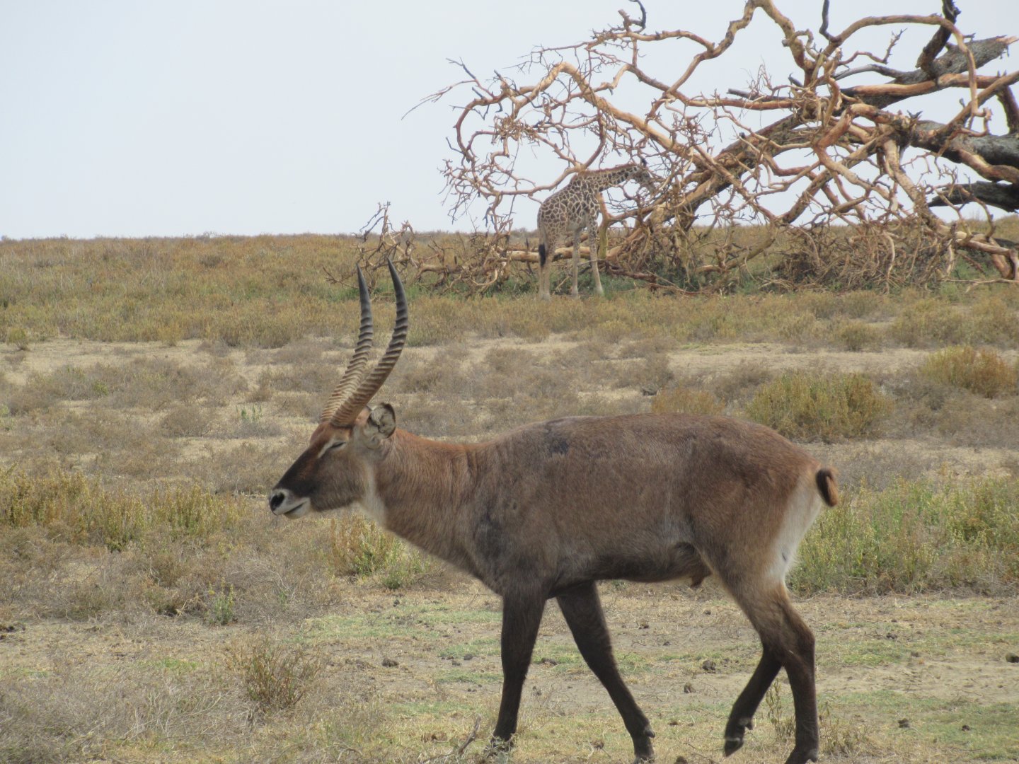 Waterbuck