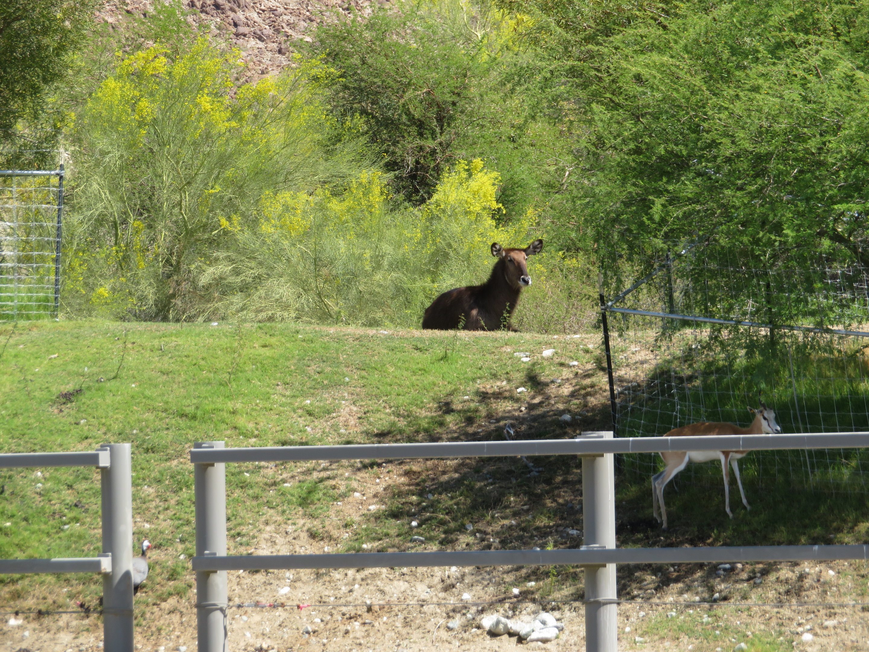 Waterbuck