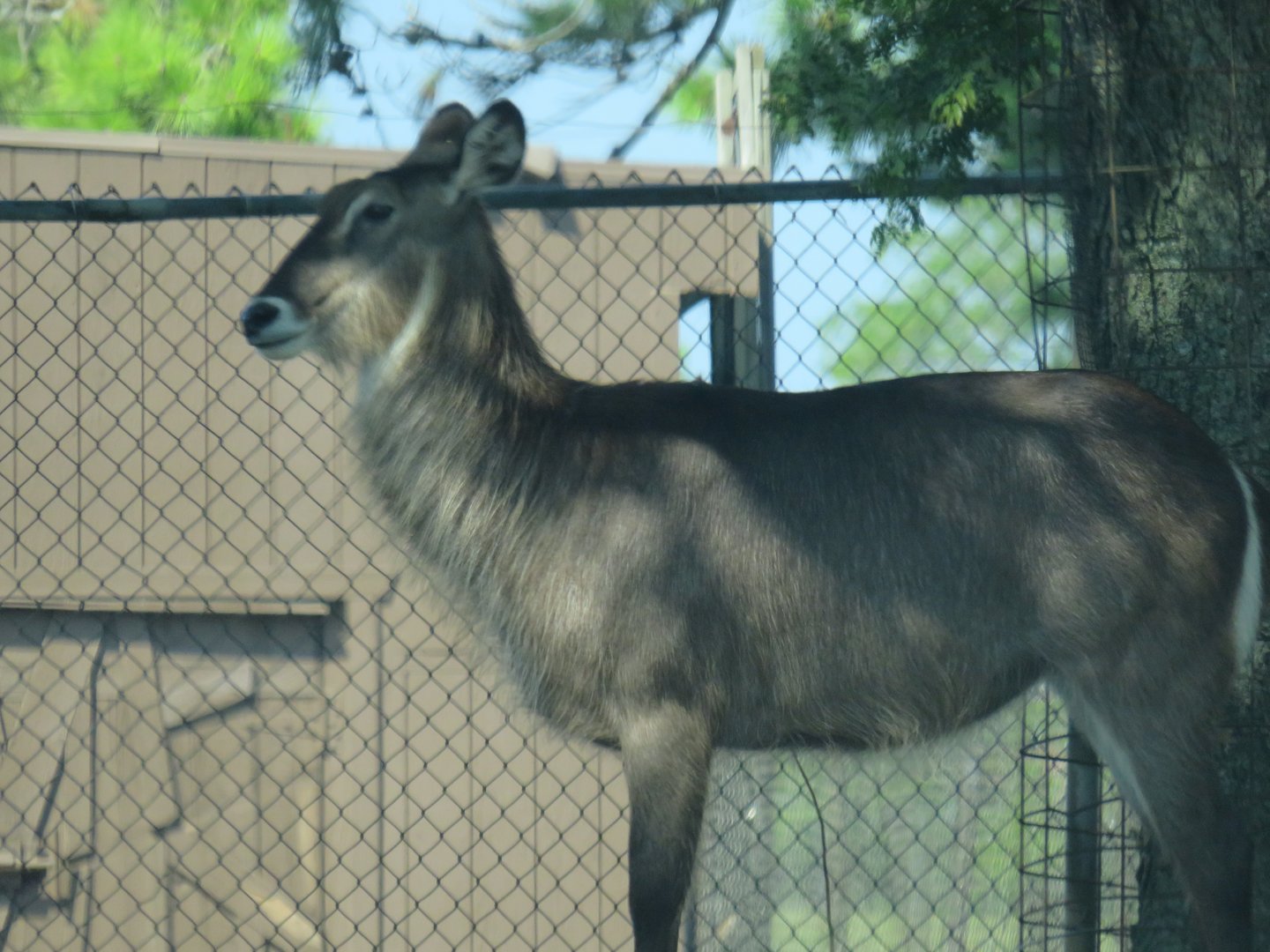 Waterbuck