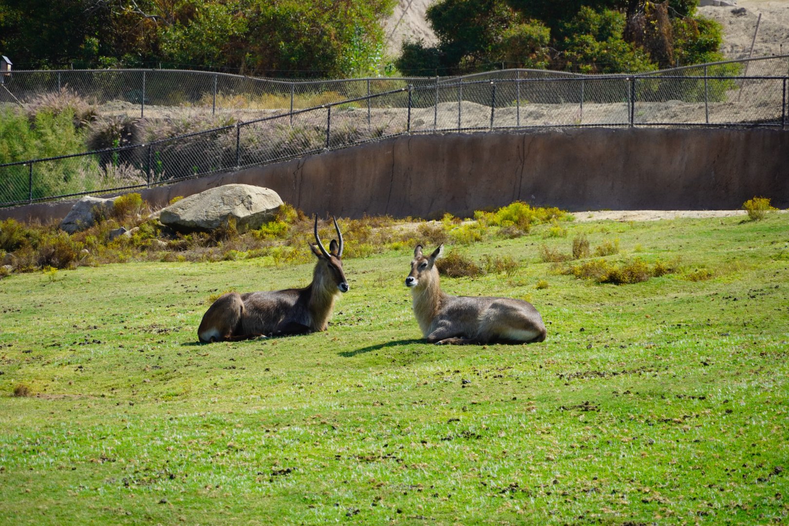 Waterbuck