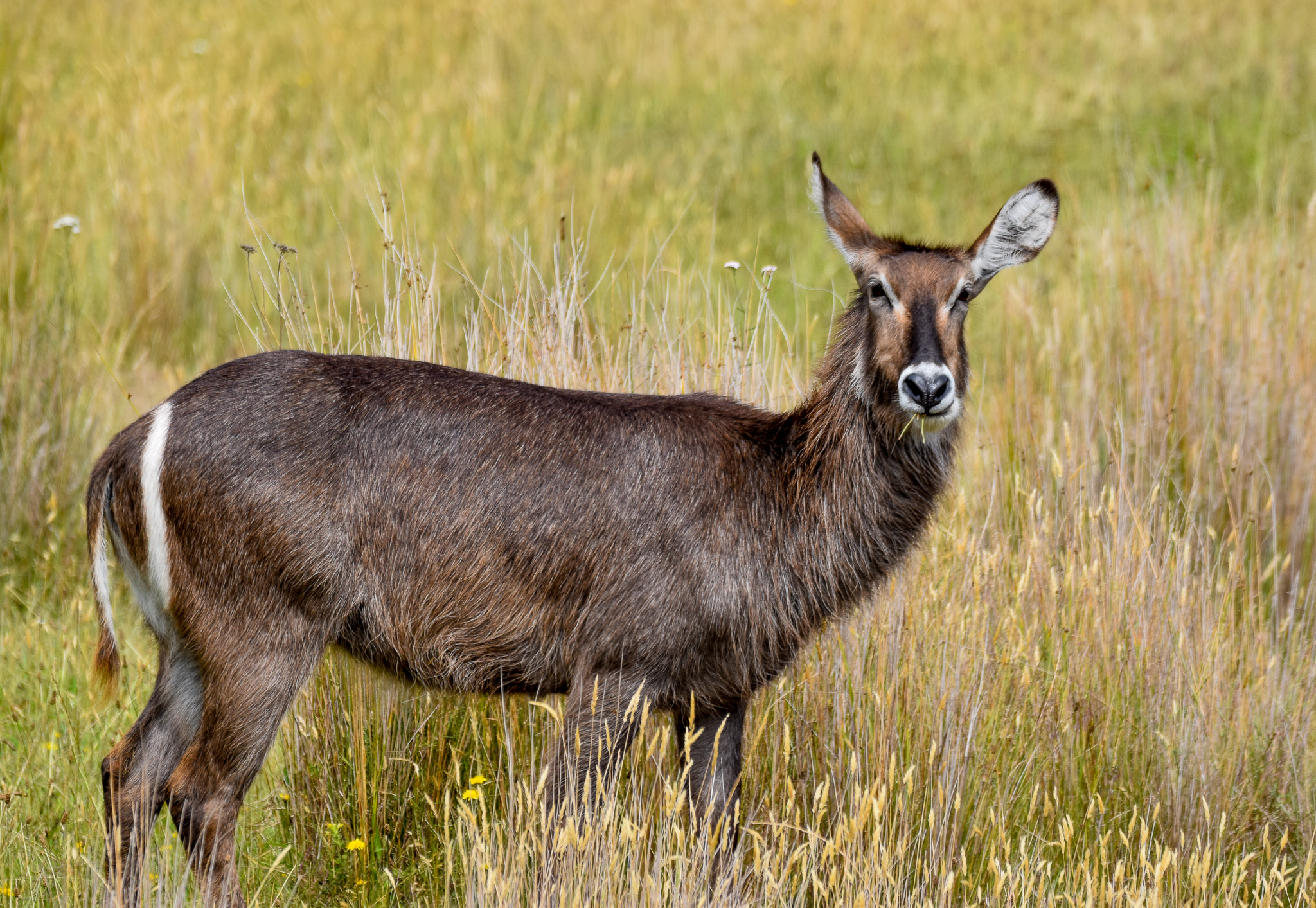 Waterbuck