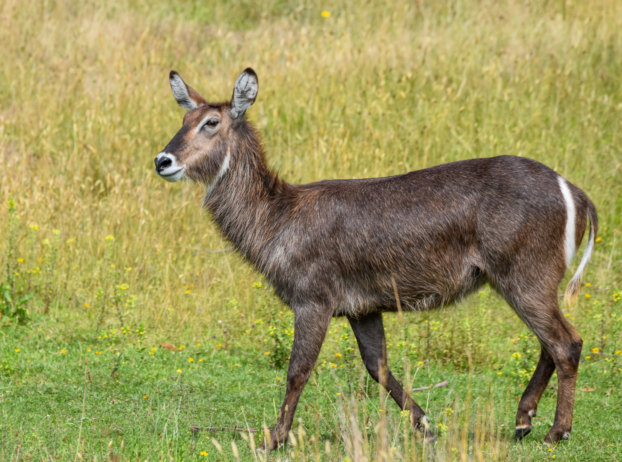 Waterbuck