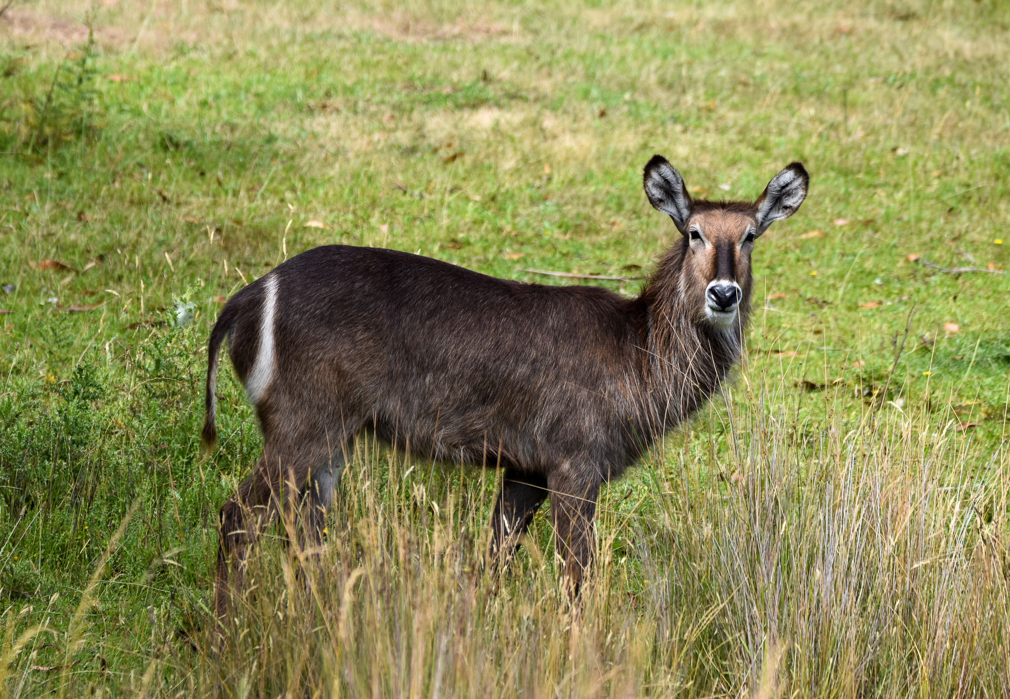 Waterbuck