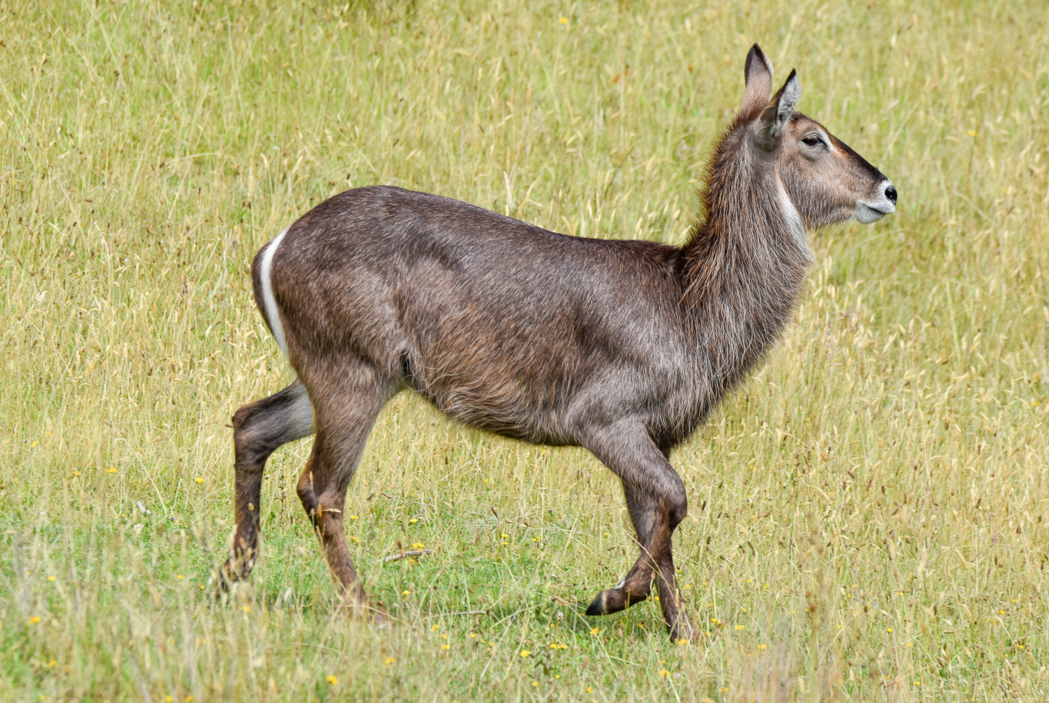 Waterbuck