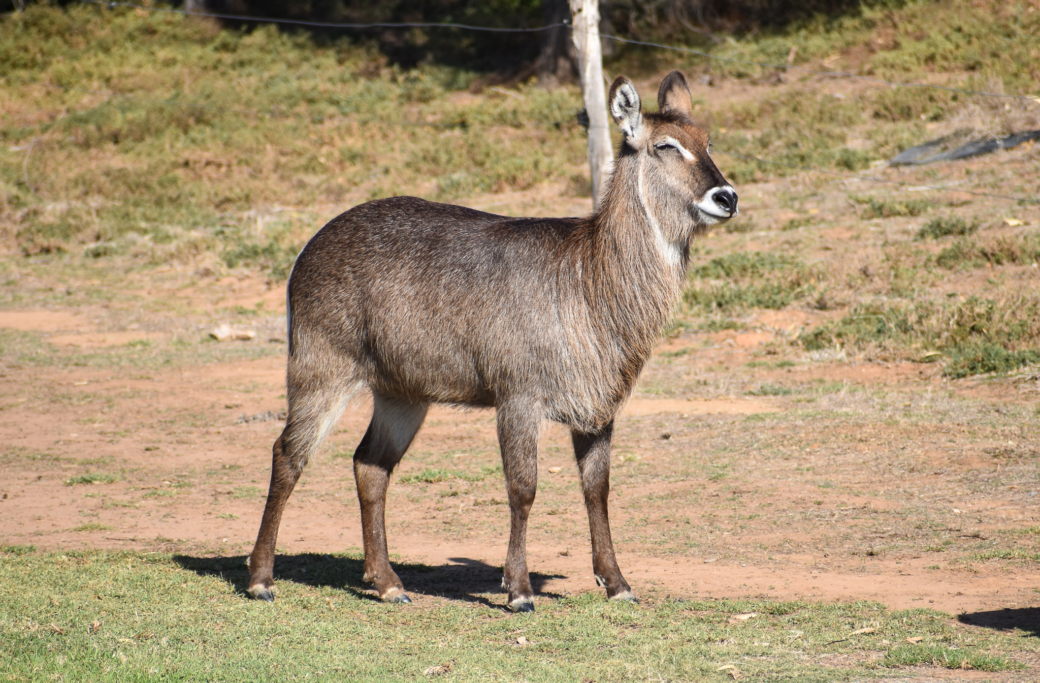 Waterbuck