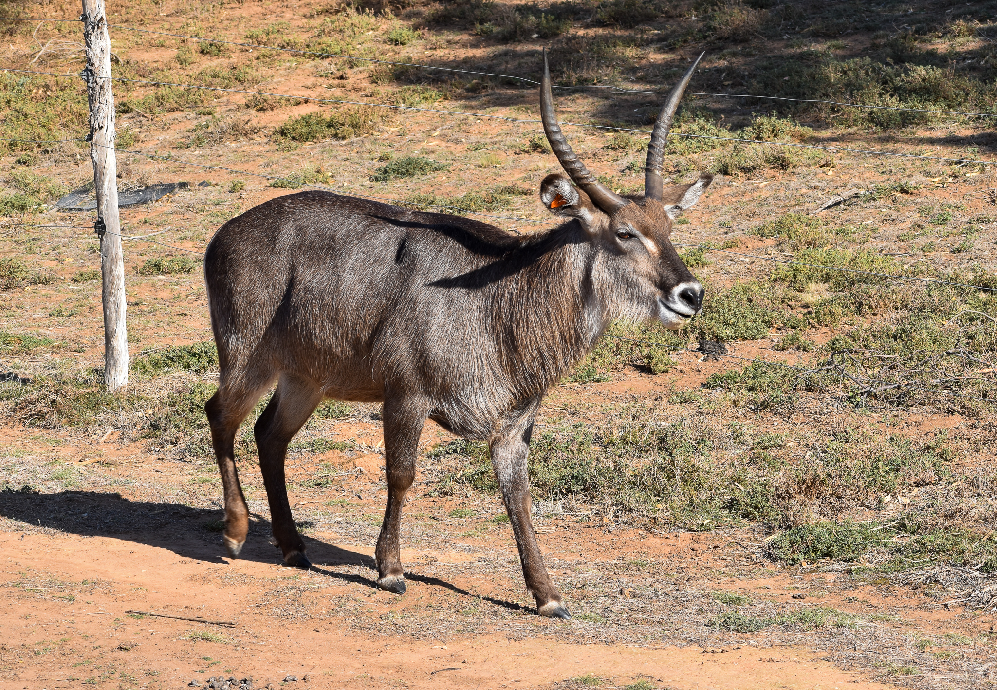 Waterbuck