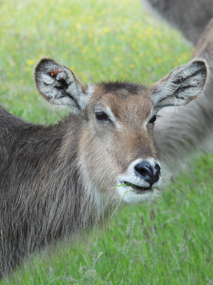 Waterbuck