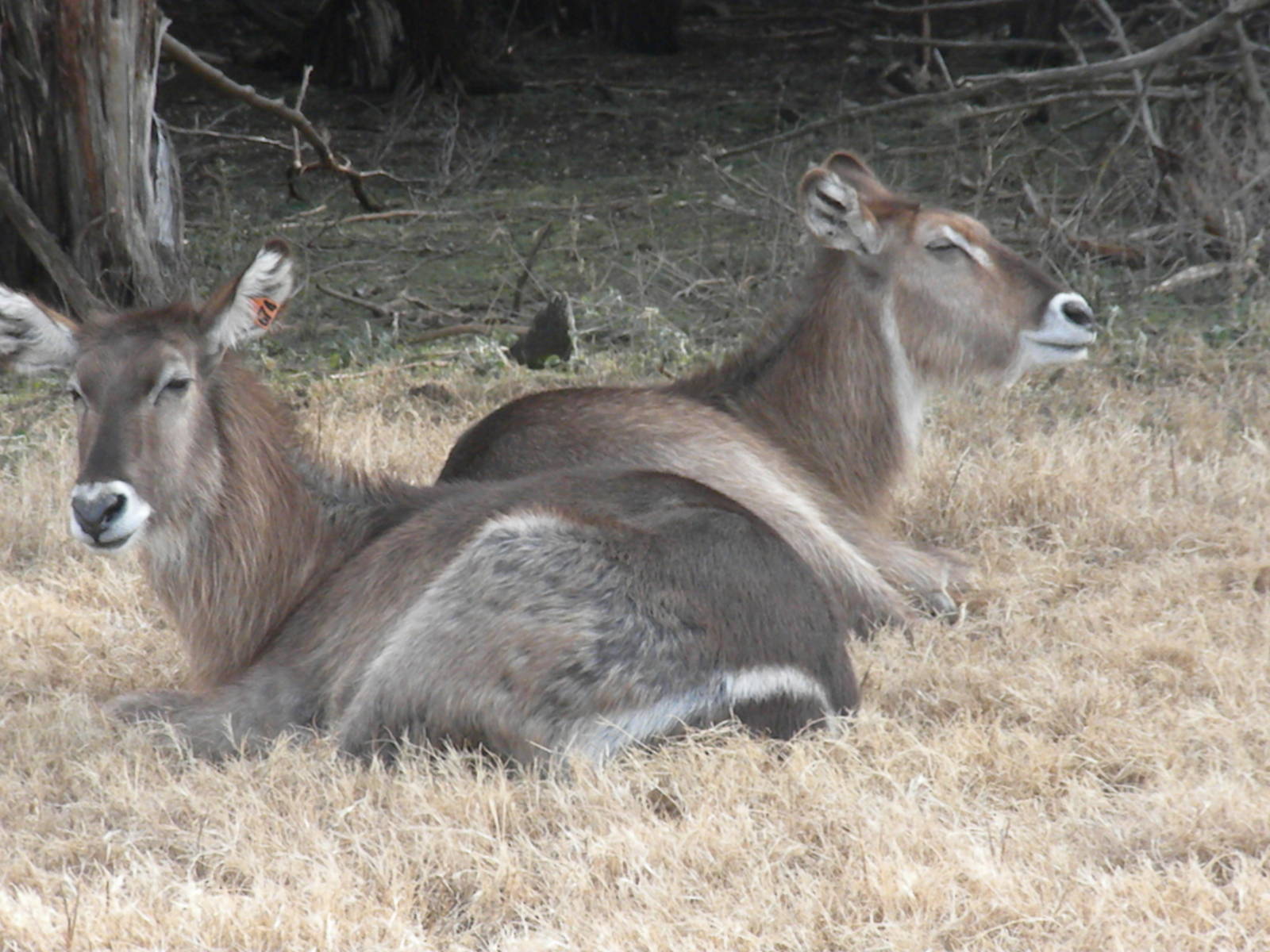Waterbuck