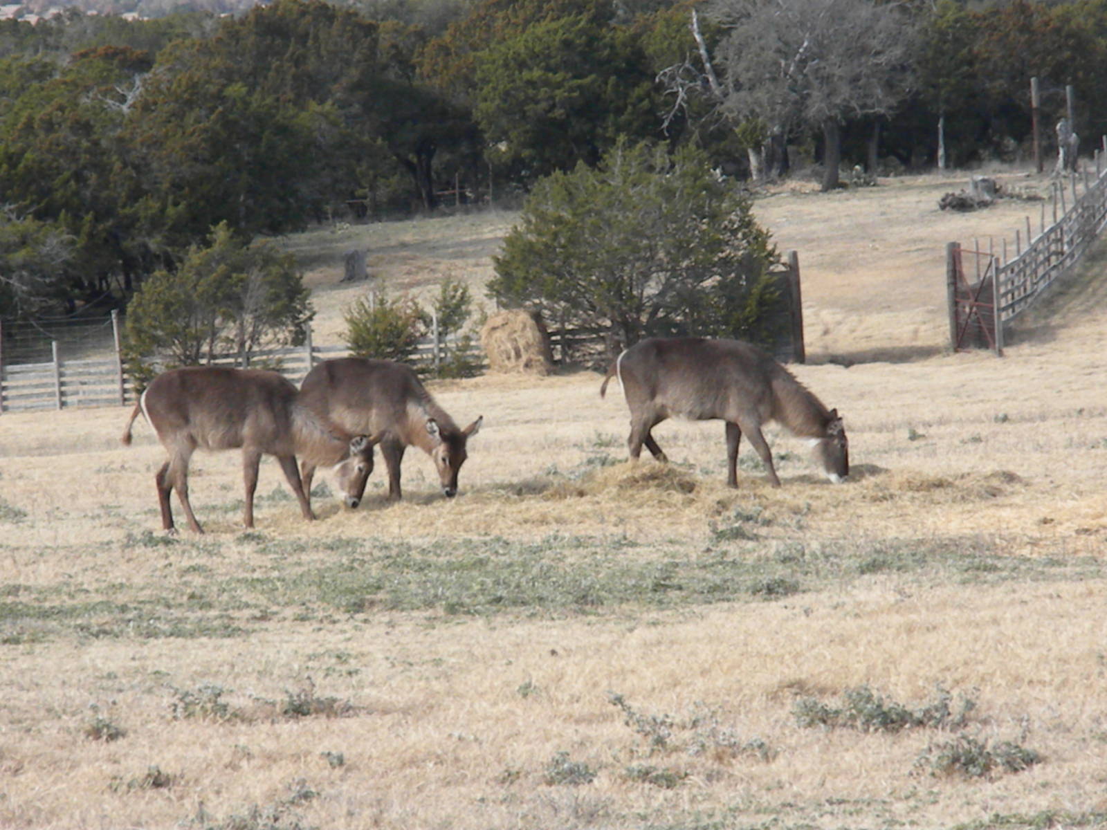 Waterbuck