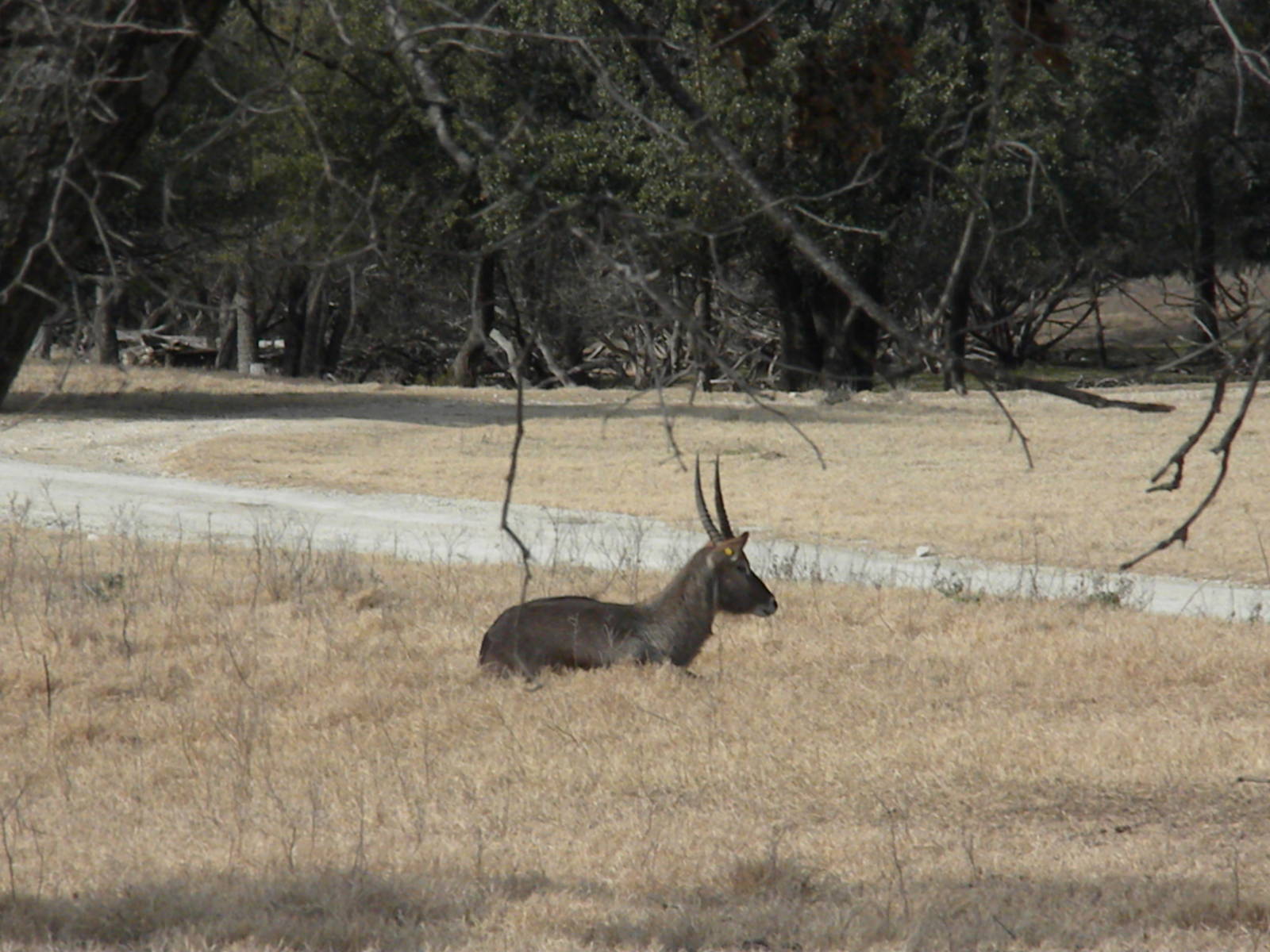 Waterbuck