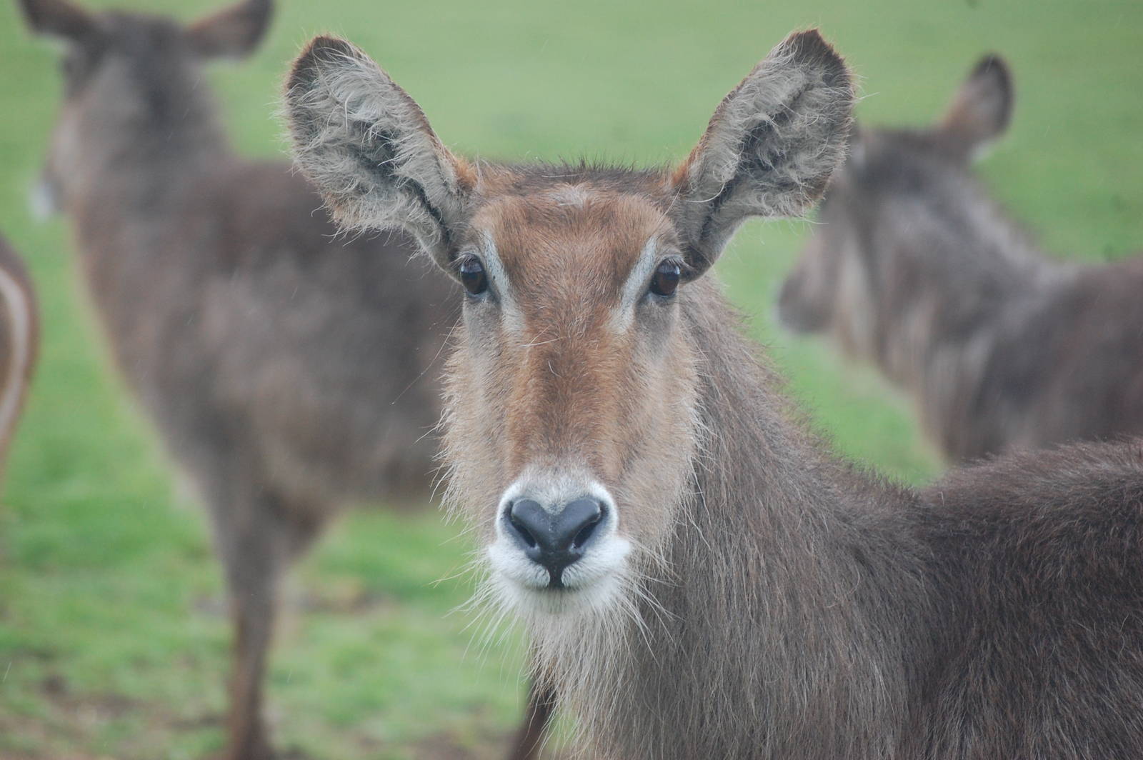 WaterBuck