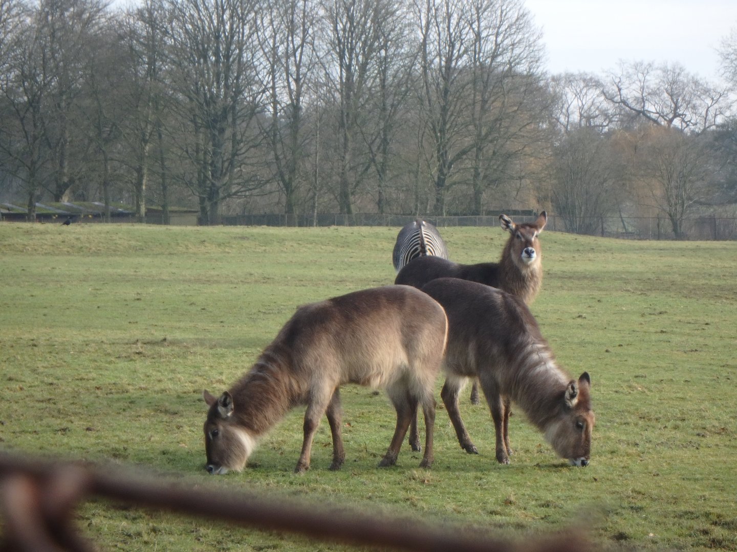 Waterbucks and grevy's zebra