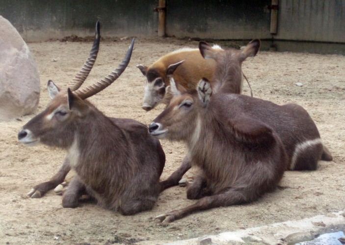 Waterbucks (Kobus ellipsiprymnus)