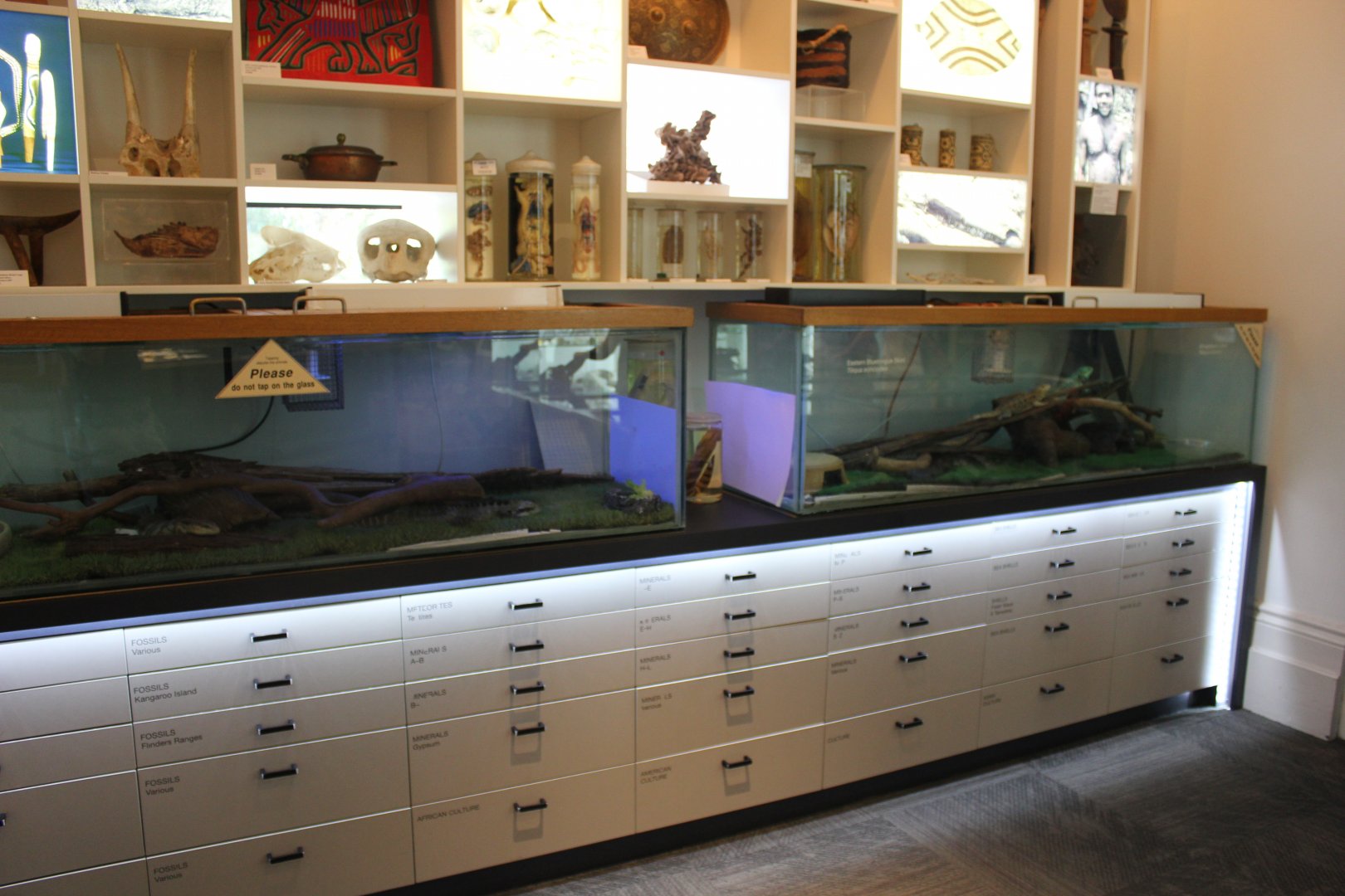 Waterdragon & Eastern Bluetongue, Shingleback exhibits