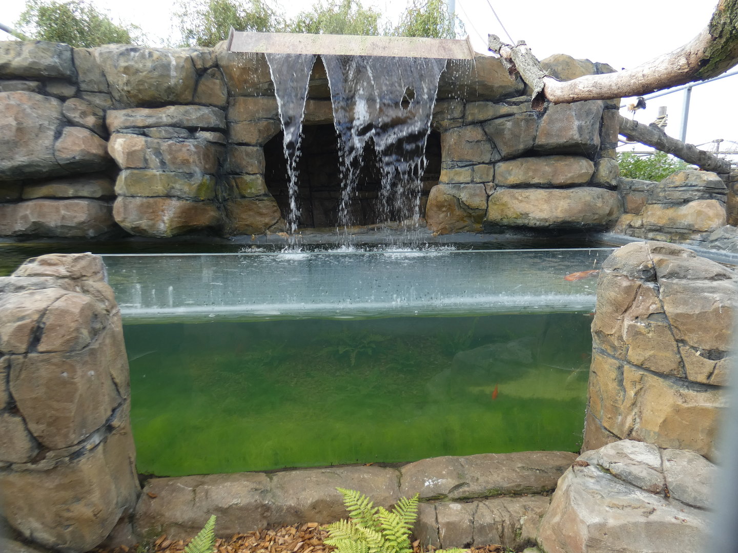 Waterfall and carp pond in Lemur walk-through