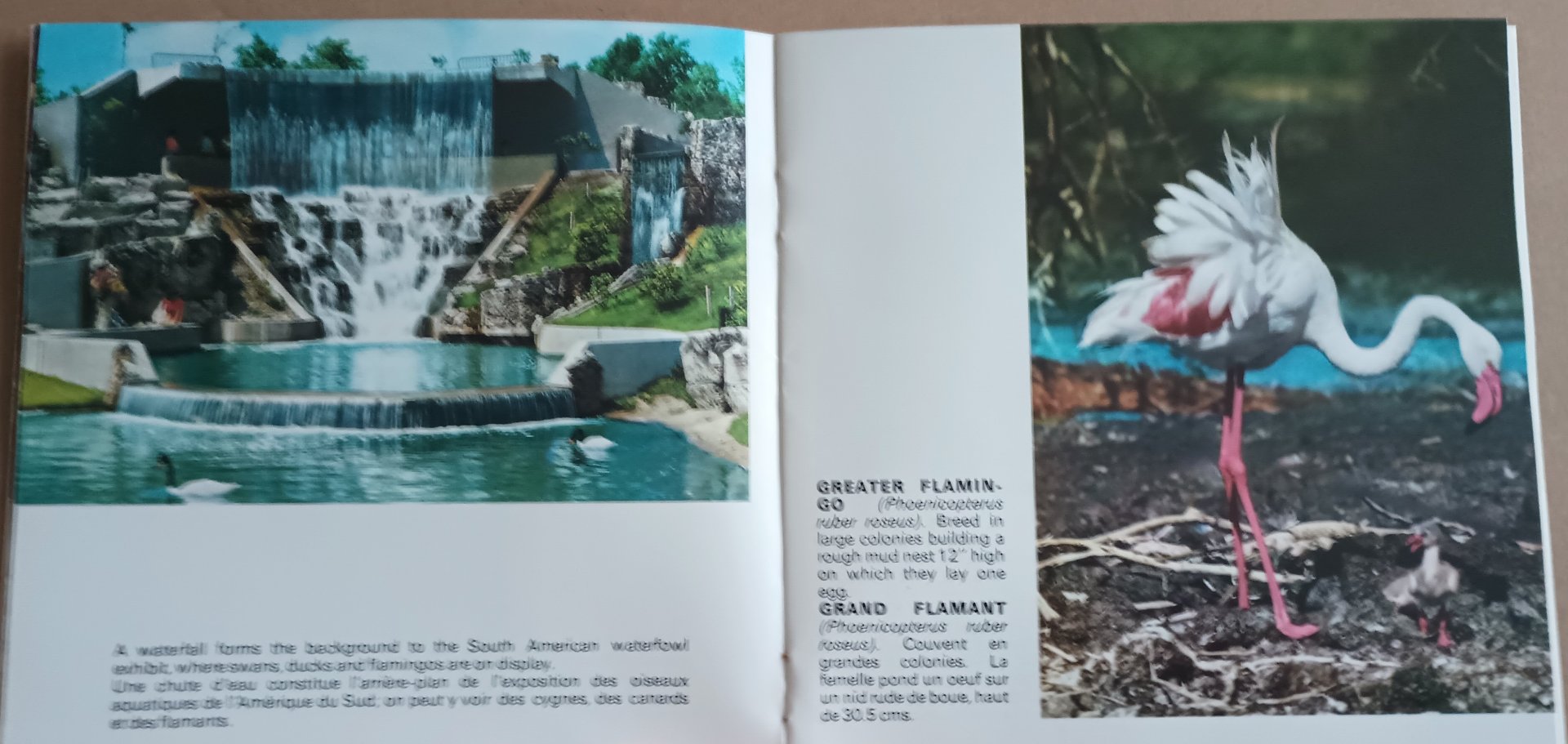 Waterfall and Flamingo