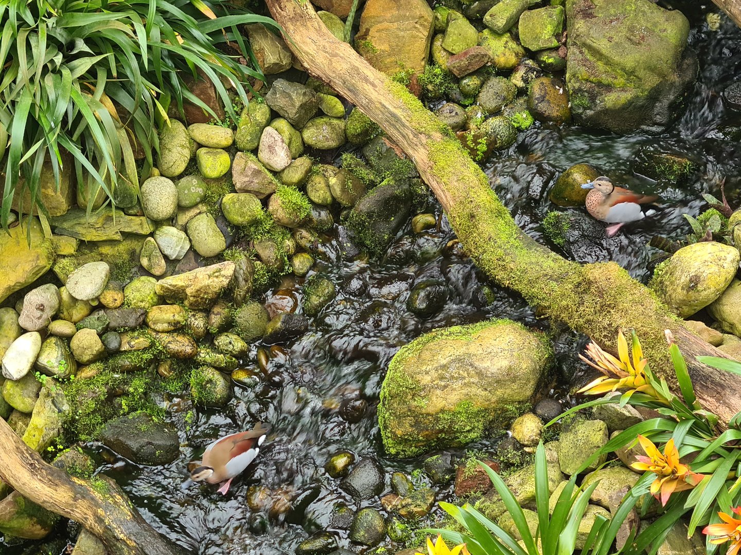Waterfall and Ringed teals in "Amazon" hall