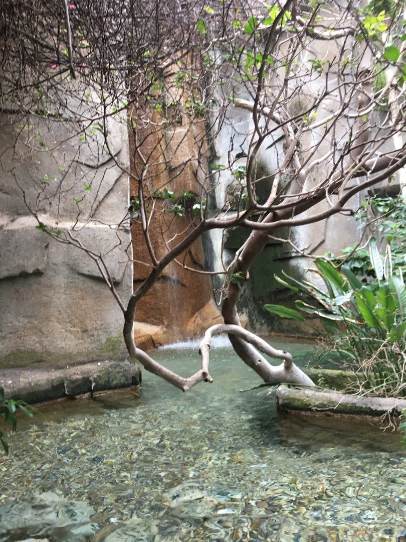 Waterfall at End of Aviary