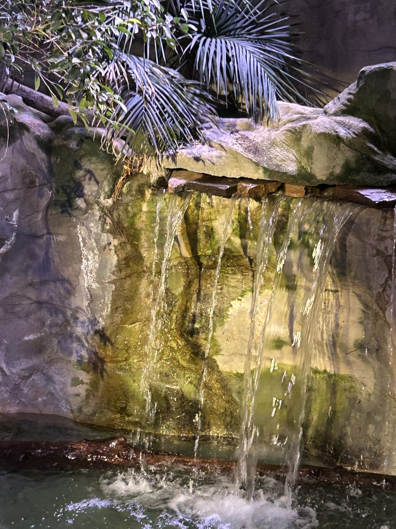 Waterfall at the American alligator exhibit