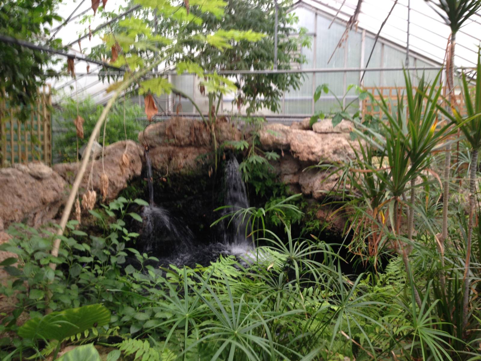 Waterfall at Tropical World - 02/10/2013