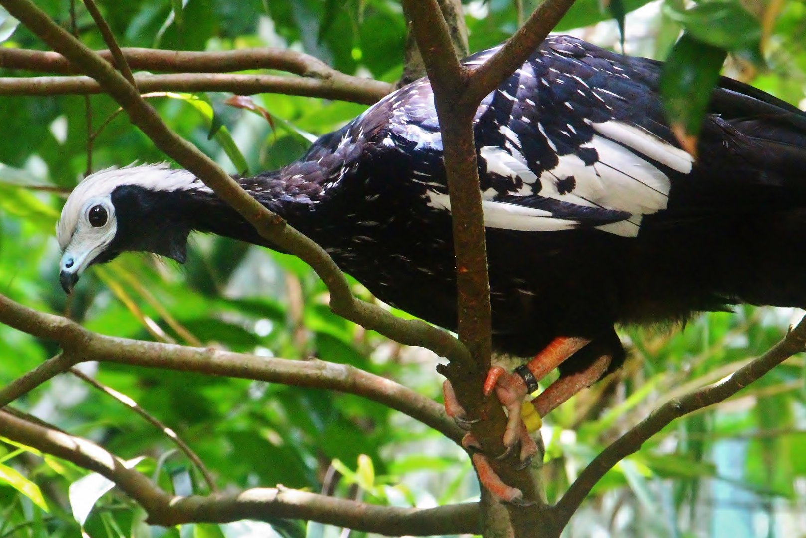 Waterfall Aviary - Blue-throated Piping Guan