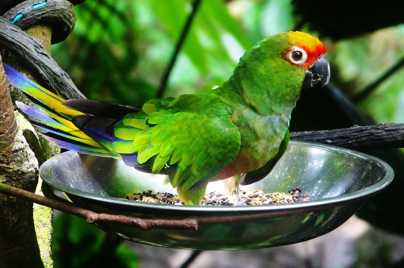 Waterfall Aviary - Golden-capped Conure