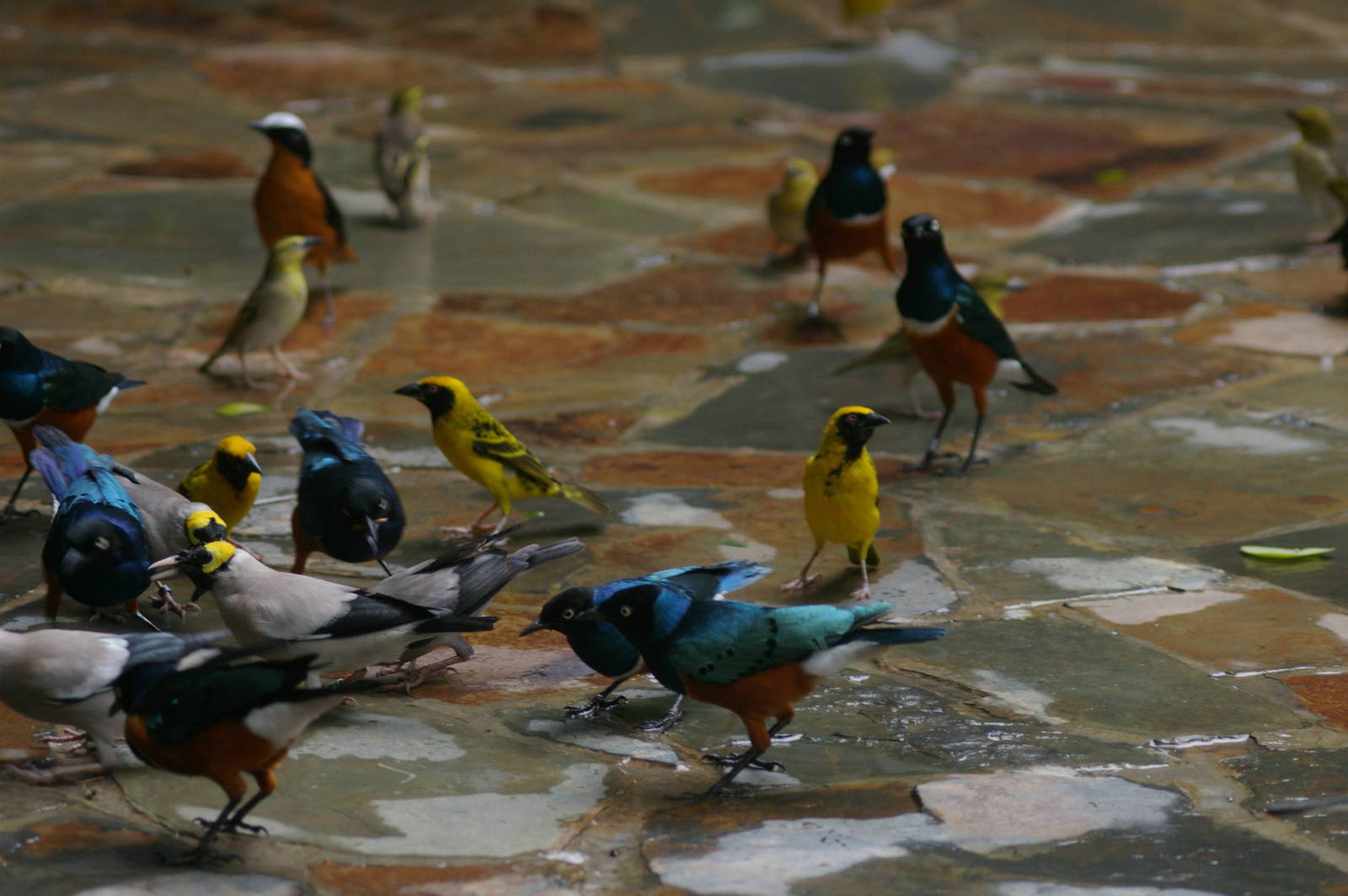 Waterfall Aviary, Jurong
