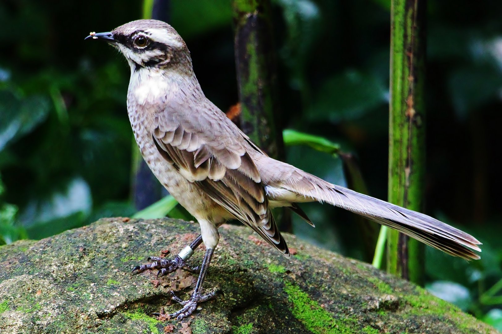 Waterfall Aviary - Long-tailed Mockingbird (Mimus longicaudatus)
