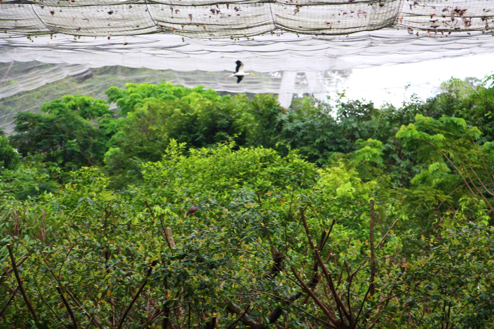 Waterfall Aviary - Milky Stork