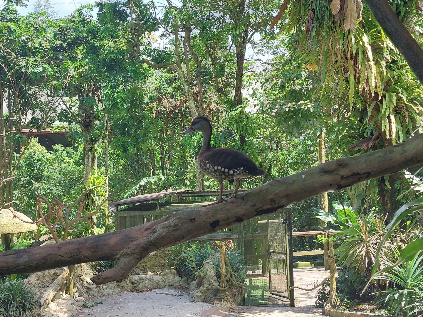 Waterfall Aviary - Spotted whistling duck