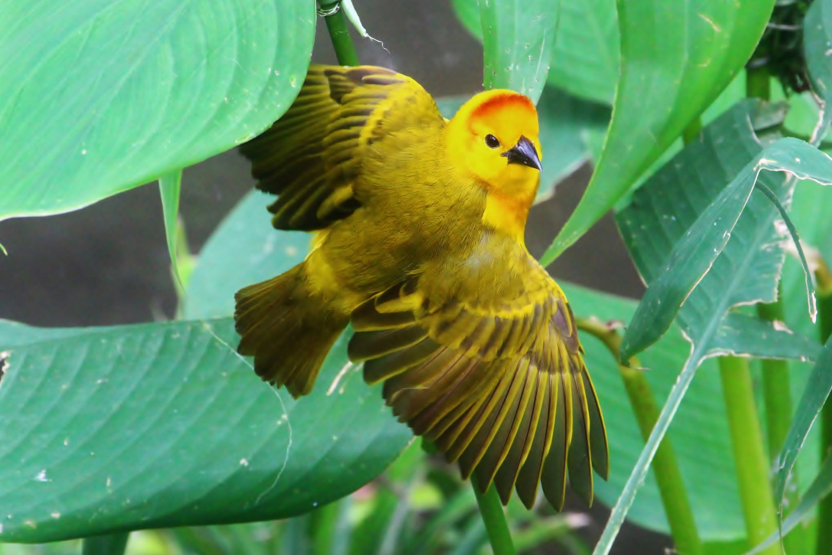 Waterfall Aviary - Taveta Golden Weaver (Ploceus castaneiceps)
