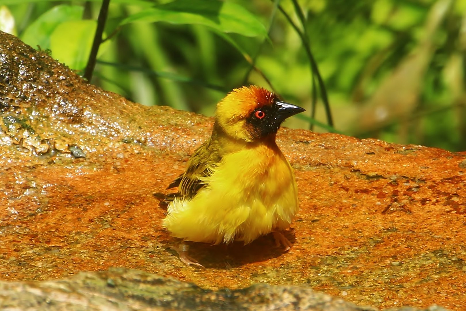 Waterfall Aviary - Vitelline Masked Weaver (Ploceus vitellinus)