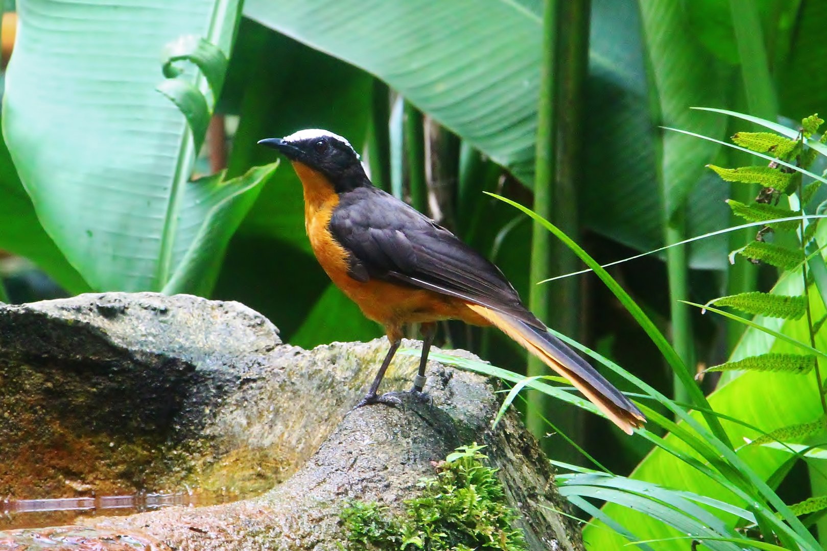 Waterfall Aviary - White-crowned Robin Chat (Cossypha albicapilla)