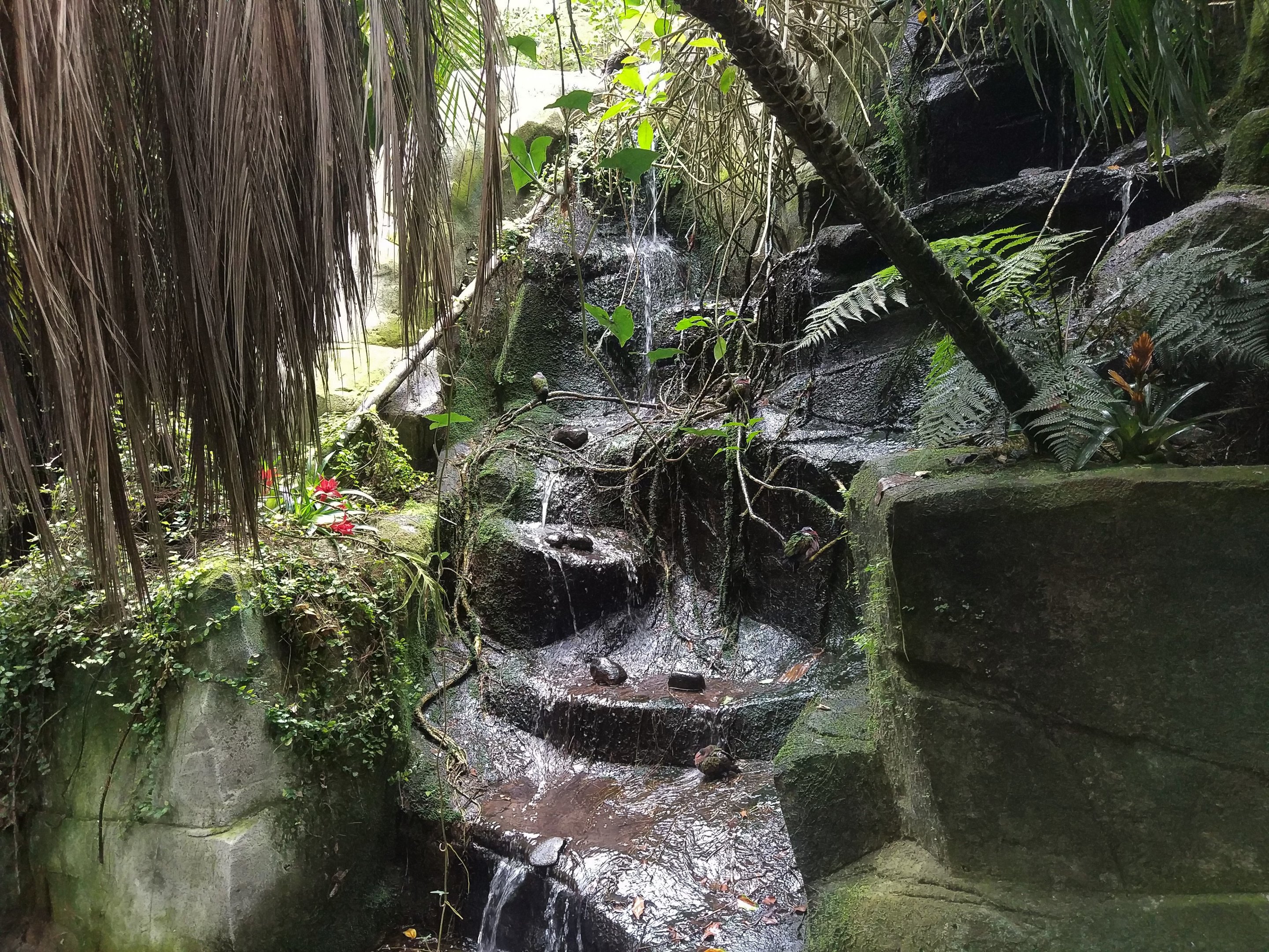 Waterfall - Regenwald