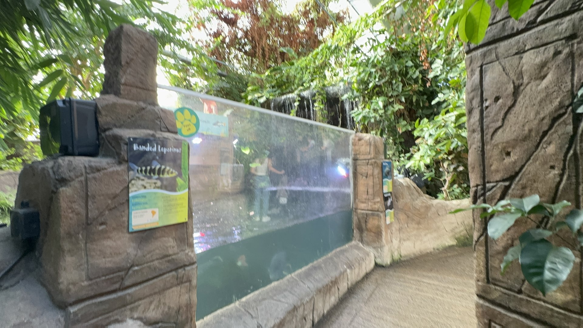 Waterfall Tank at Tropical World (October 2024)