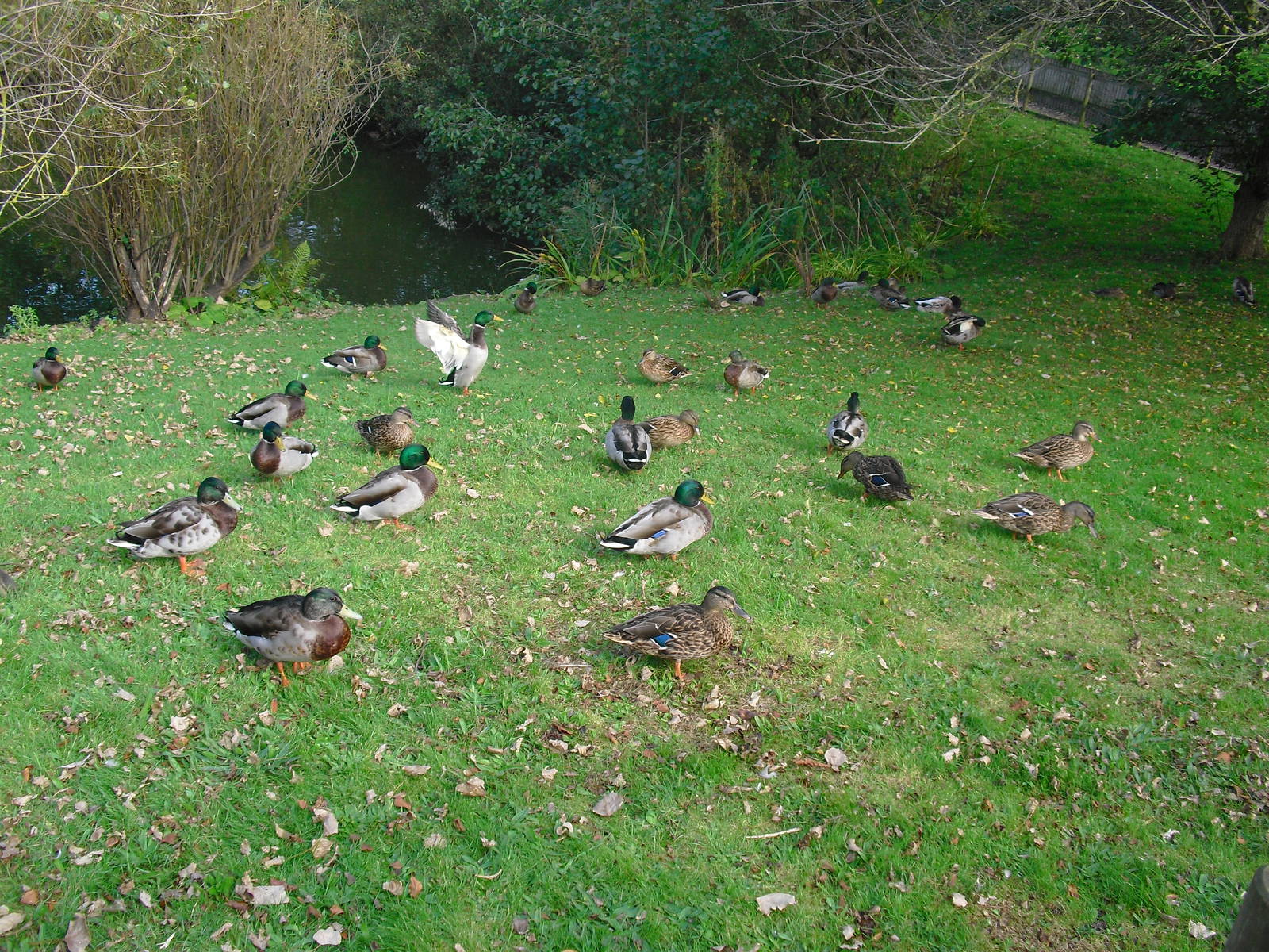 Waterfowl - 01/10/2011