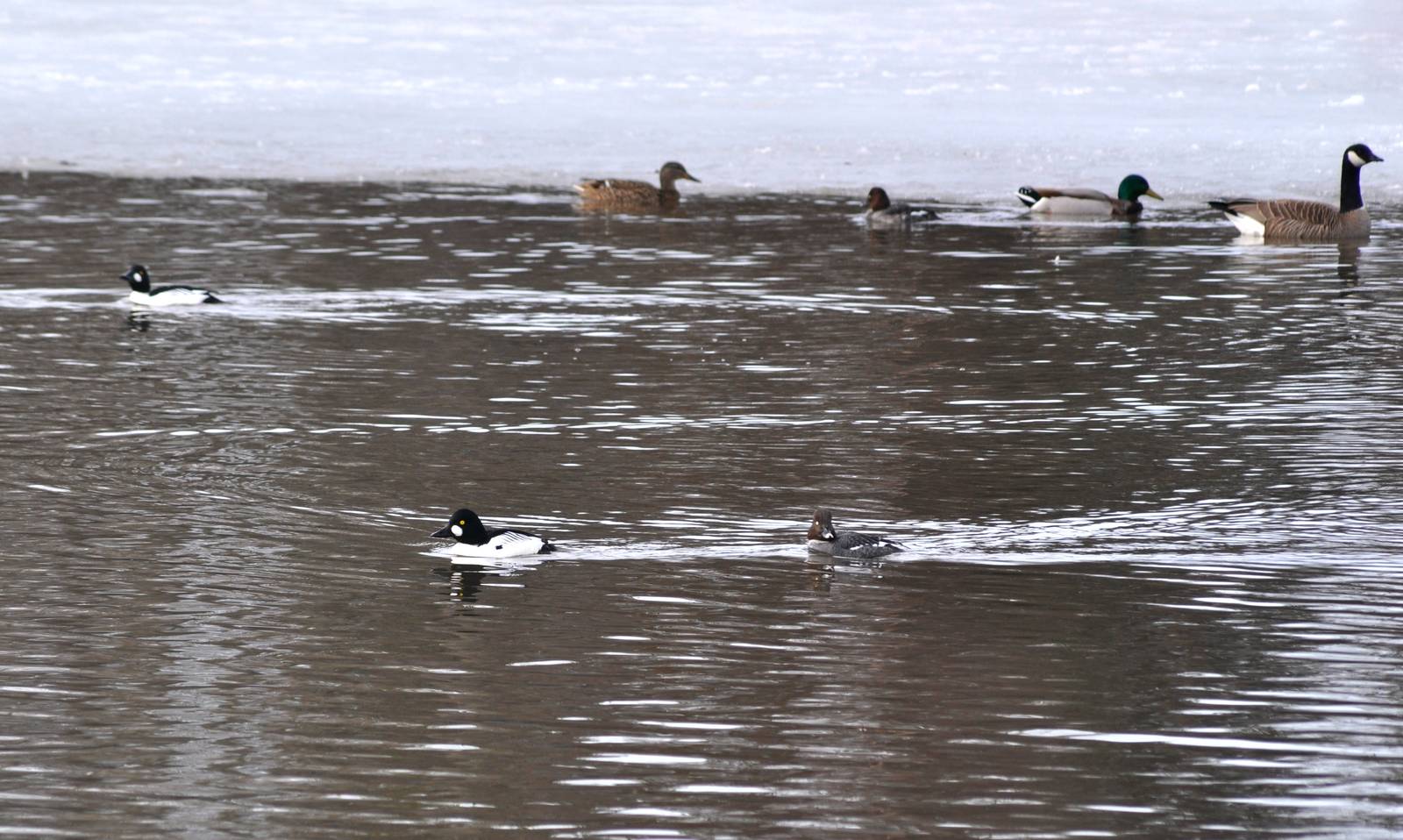 Waterfowl - Alaska