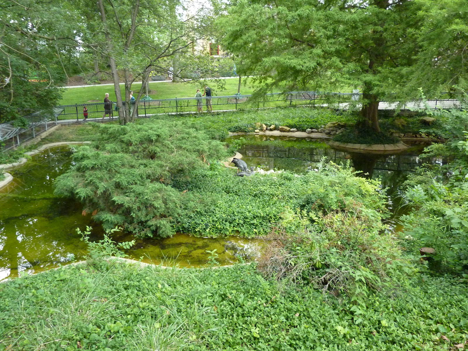 Waterfowl/Alligator Snapping Turtle Exhibit