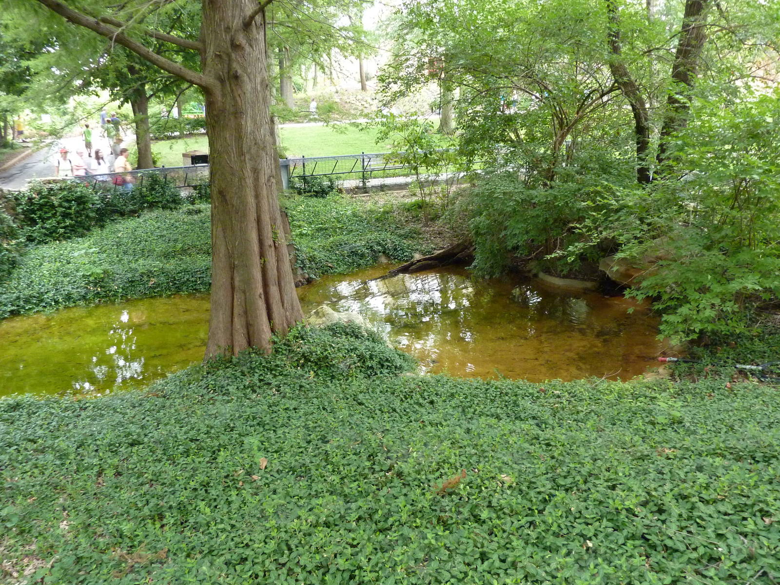 Waterfowl/Alligator Snapping Turtle Exhibit