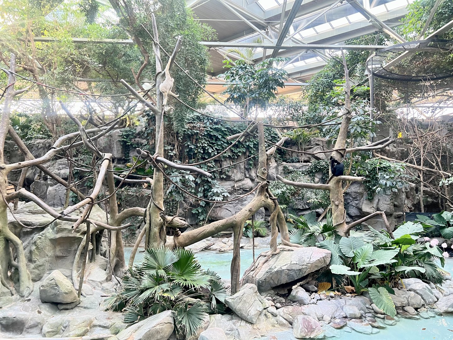 Waterfowl and Gibbon Exhibit