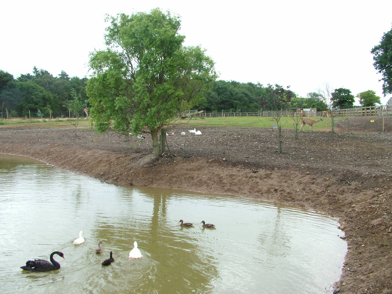 Waterfowl and Guanaco paddock at Yorkshire WP, 18/07/10