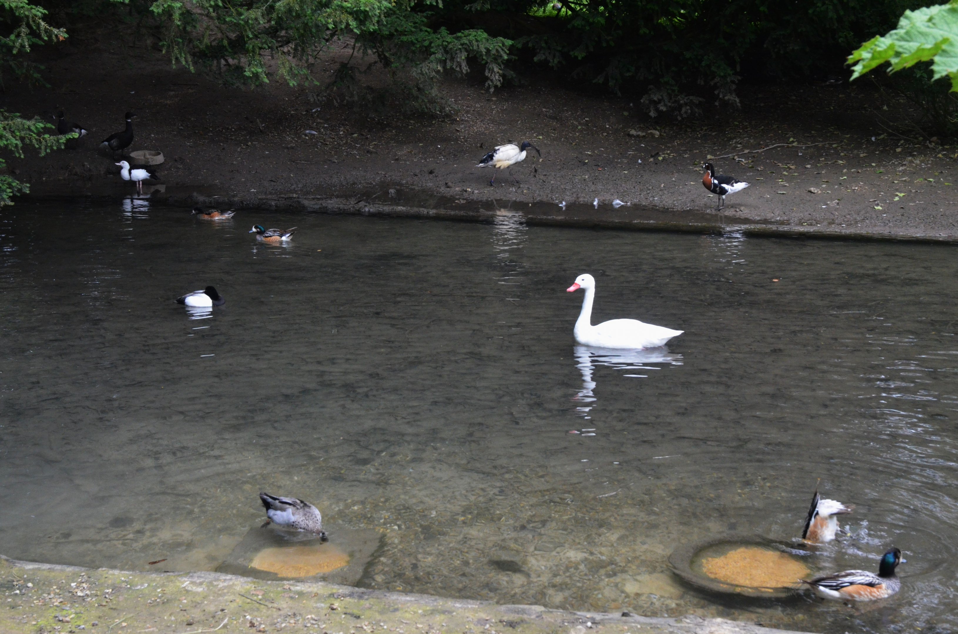Waterfowl and Ibis at Clères, 16/06/18