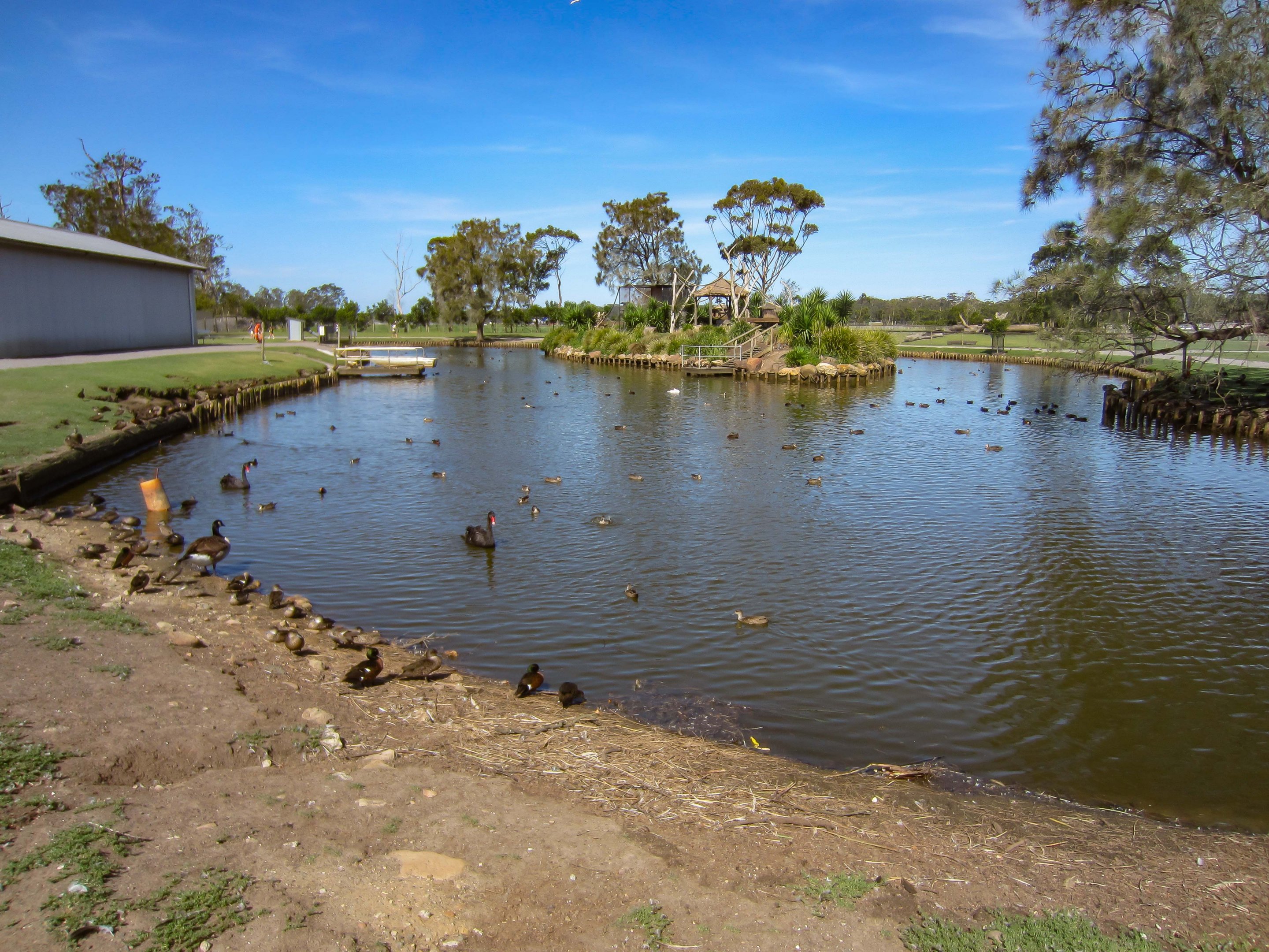 Waterfowl and Lemur Island