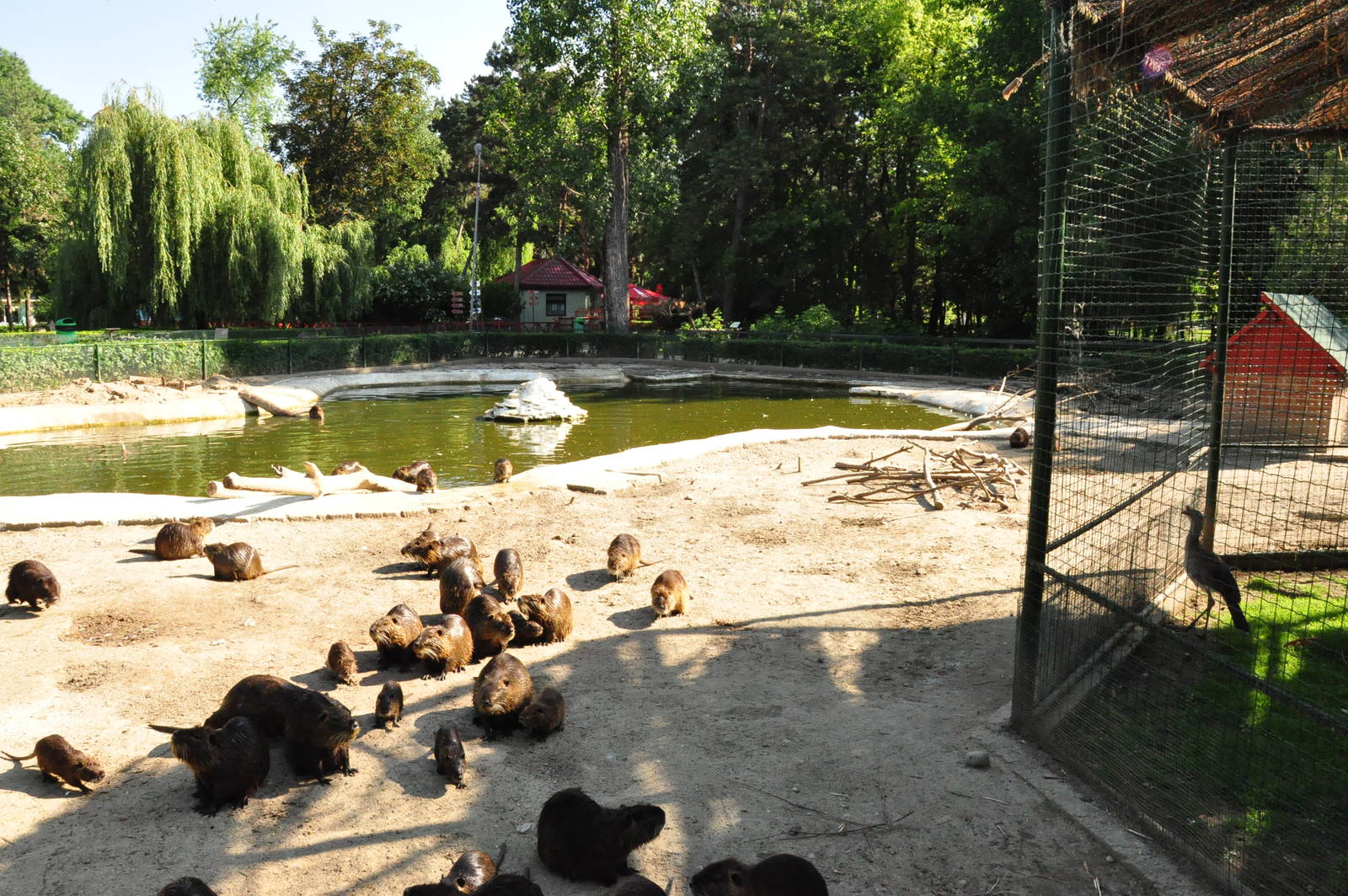 Waterfowl and nutrias