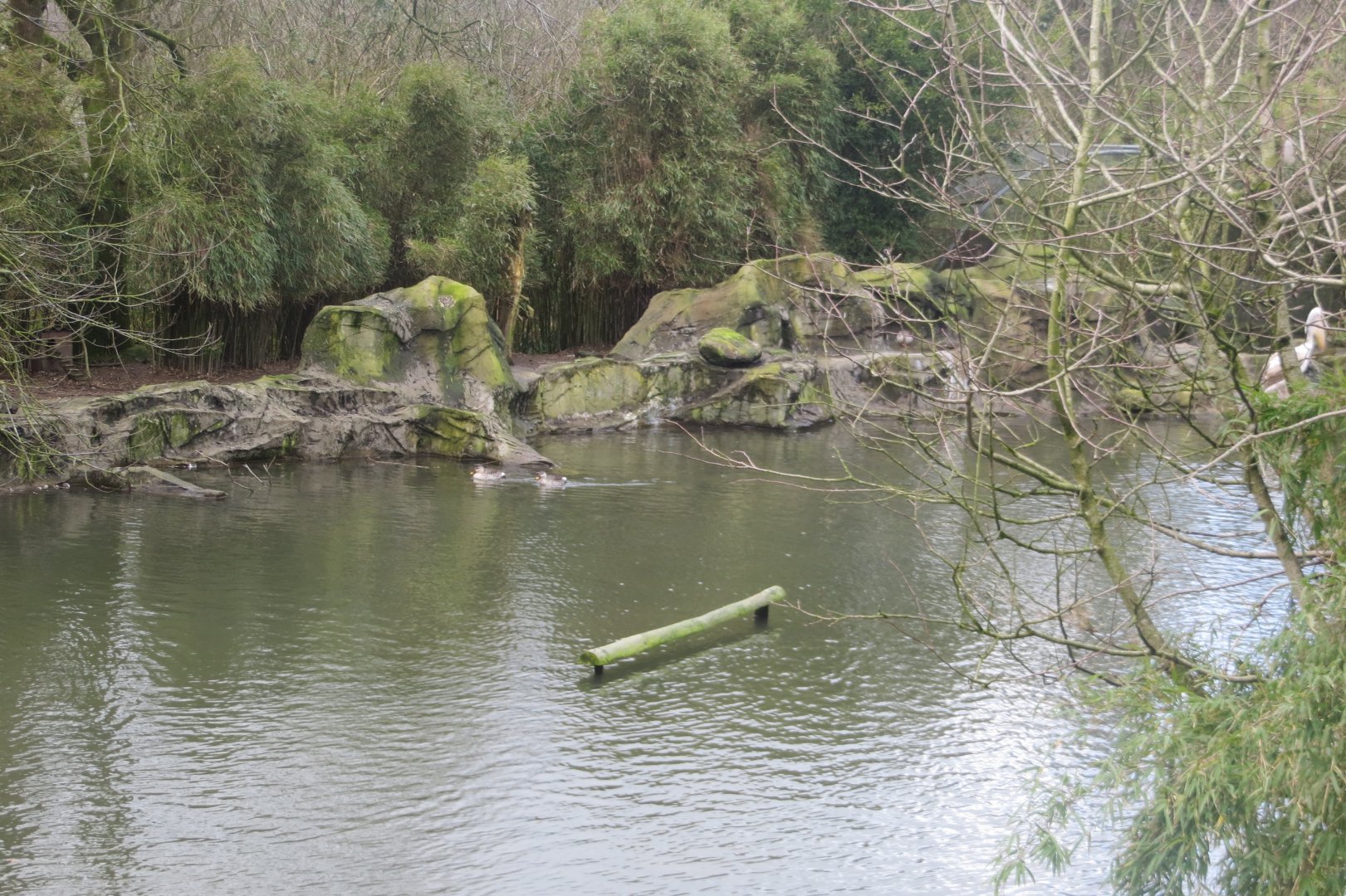 Waterfowl and pelican area 040319