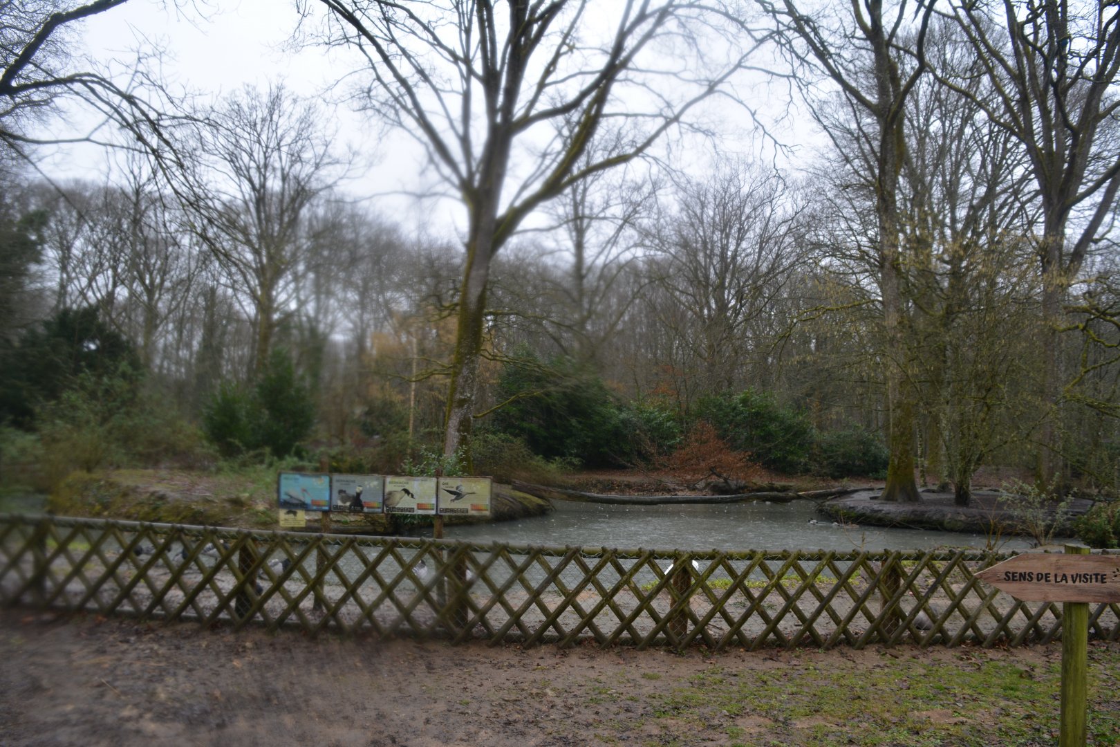 Waterfowl and pelican lake