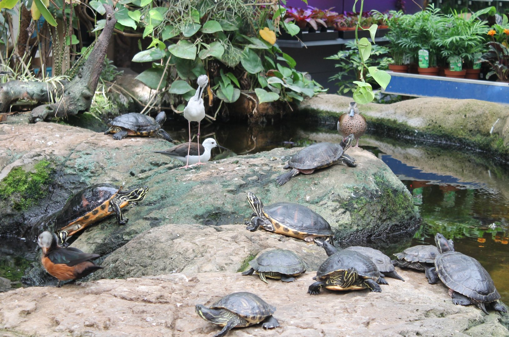 Waterfowl and turtles