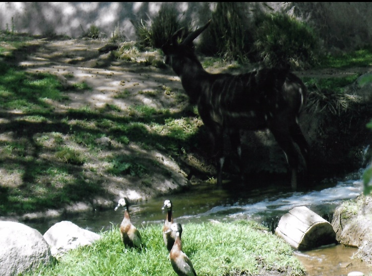Waterfowl and water buck 2016
