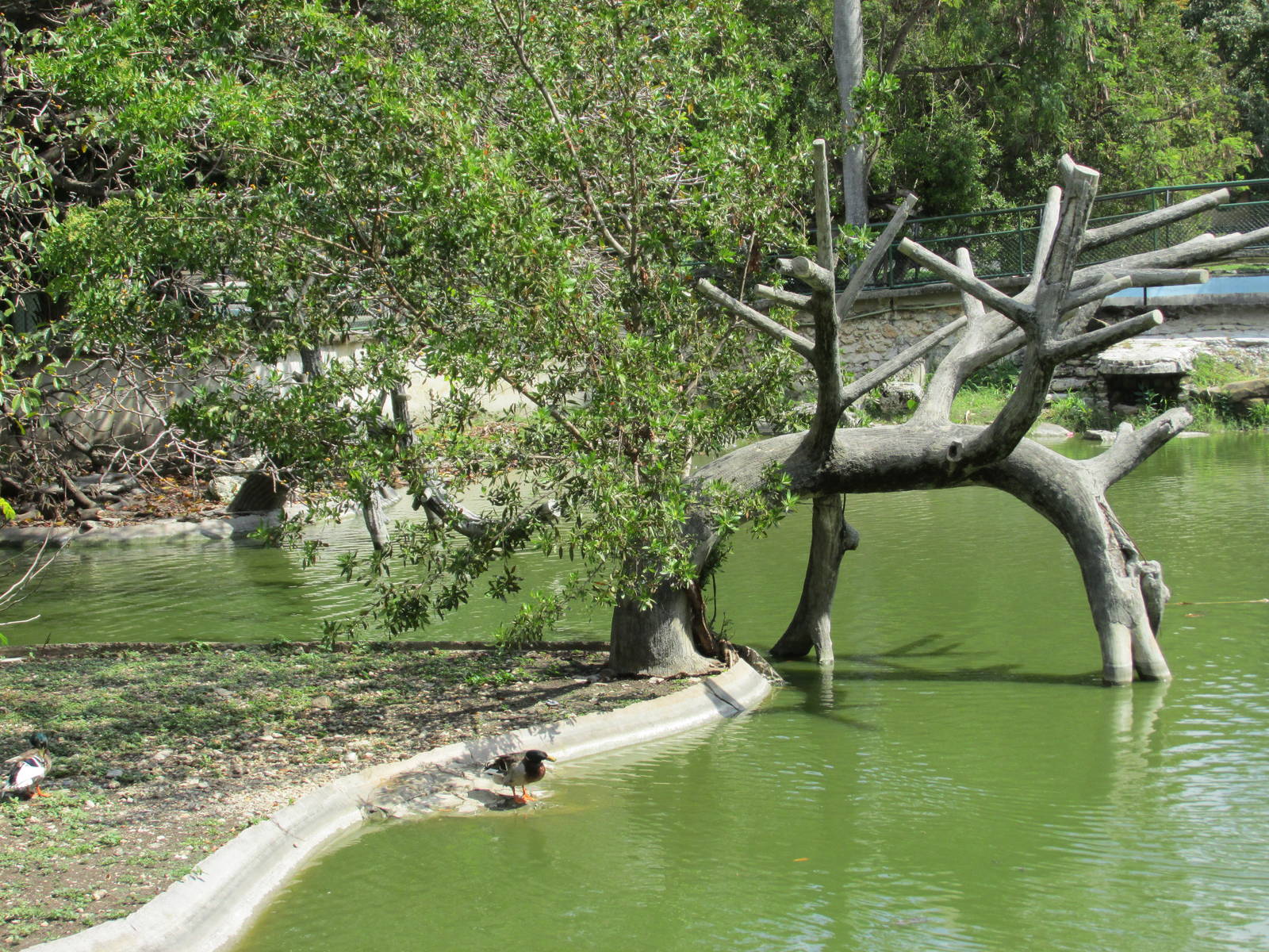 waterfowl area Havana zoo
