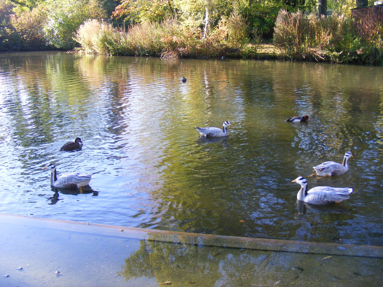 Waterfowl at Beale Park, 24 October 2010